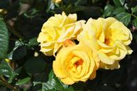 Tuinplant.nl Gele Trosroos