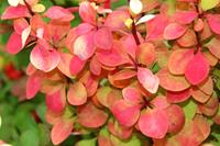 Tuinplant.nl Zuurbes