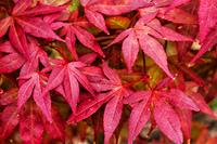 Tuinplant.nl Japanse esdoorn
