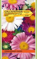 Tuinplant.nl Aster