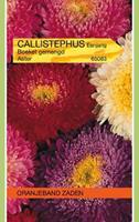 Tuinplant.nl Aster