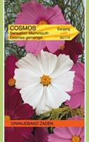 Tuinplant.nl Cosmos