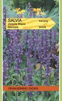 Tuinplant.nl Salvia