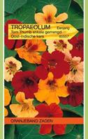 Tuinplant.nl Oost Indische kers
