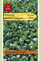 Tuinplant.nl Sipinazie