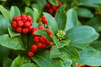 Tuinplant.nl Skimmia