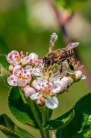 Tuinplant.nl Appelbes