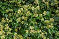 Tuinplant.nl Kaukasische klimop