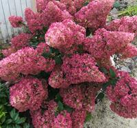 Tuinplant.nl Laag blijvende Pluimhortensia