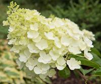 Tuinplant.nl Pluimhortensia