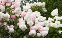 Tuinplant.nl Pluimhortensia