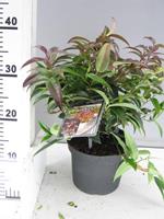 Tuinplant.nl Leucothoe