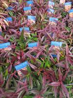 Tuinplant.nl Leucothoe