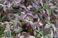 Tuinplant.nl Leucothoe
