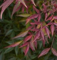 Tuinplant.nl Hemelse Bamboe