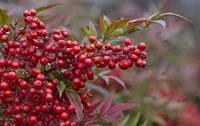 Tuinplant.nl Hemelse Bamboe