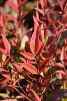 Tuinplant.nl Hemelse Bamboe
