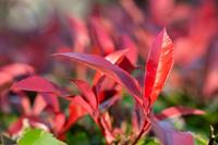 Tuinplant.nl Glansmispel
