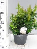 Tuinplant.nl Rotsheide