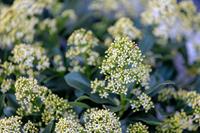 Tuinplant.nl Skimmia