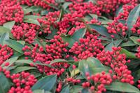 Tuinplant.nl Skimmia
