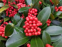 Tuinplant.nl Skimmia