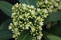 Tuinplant.nl Skimmia