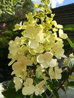 Tuinplant.nl Pluimhortensia