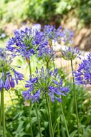 Tuinplant.nl Afrikaanse lelie