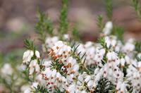 Tuinplant.nl Winterheide
