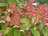 Tuinplant.nl Pluimhortensia