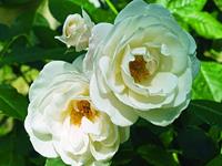 Tuinplant.nl Witte Trosroos