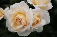 Tuinplant.nl Witte Trosroos