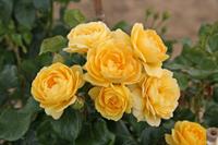 Tuinplant.nl Gele Trosroos