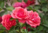 Tuinplant.nl Roze Trosroos