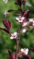 Tuinplant.nl Sierkers op stam