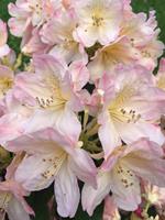 Tuinplant.nl Rhododendron