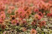 Tuinplant.nl Stekelnootje