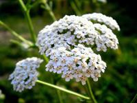 Tuinplant.nl Gewoon Duizendblad