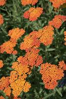 Tuinplant.nl Duizendblad