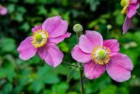 Tuinplant.nl Herfstanemoon