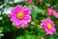 Tuinplant.nl Herfstanemoon