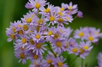 Tuinplant.nl Aster