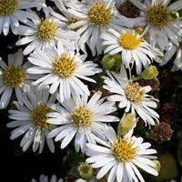 Tuinplant.nl Aster