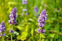 Tuinplant.nl Dropplant