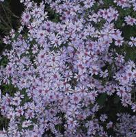 Tuinplant.nl Aster