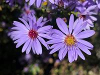 Tuinplant.nl Aster