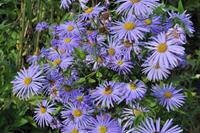 Tuinplant.nl Aster