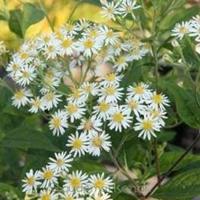 Tuinplant.nl Aster