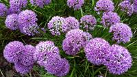 Tuinplant.nl Sierui